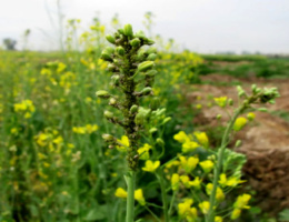 مدیریت تلفیقی، کلید کنترل آفات کلزا