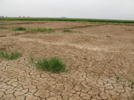 راهکارهای علمی و عملی برای مدیریت چالش‌های کشاورزی در جنوب خوزستان