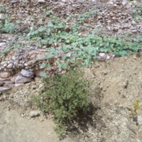 ۲ گونه گیاهی انحصاری ایران در آستانه انقراض قرار گرفتند