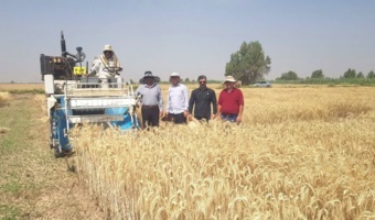 آغاز برداشت پروژه‌های تحقیقاتی گندم و جو در مرکز تحقیقات خوزستان