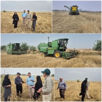 حضور میدانی رئیس مرکز تحقیقات خوزستان در مزارع گندم دشت آزادگان