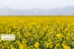 مدیریت بهینه کوددهی کلزا؛ راهبردی کلیدی برای کاهش وابستگی به واردات روغن