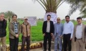 کارگاه ترویجی دستیابی به پتانسیل عملکرد گندم در خرمشهر برگزار شد