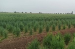 تلاش جهادی پژوهشگران خوزستانی برای تضمین امنیت غذایی در خط مقدم پدافند غیرعامل