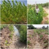 ایجاد قلمستان صنوبر در خوزستان؛ گامی به سوی خود‌کفایی
