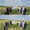 راهکارهای کاربردی محققان خوزستانی برای کشاورزان گندم کار