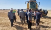 سوزاندن بقایای مزارع، تهدیدی برای خاک و بهره‌وری گندم