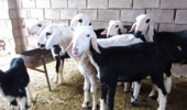 فروش دام‌های مولد، زنگ خطر برای نژاد نجدی خوزستان