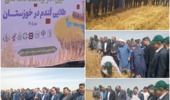 آغاز برداشت دانه‌های طلایی گندم در خوزستان