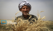 ارتقای تاب‌آوری گندم‌کاران خرده مالک؛ ‌گامی به سوی پایداری تولید