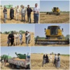 بازدید میدانی رئیس مرکز تحقیقات خوزستان از مزارع گندم حمیدیه