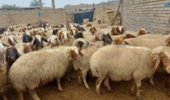 انتخاب ژنتیکی به جای آمیختهگری بیبرنامه؛ راهکار کمهزینه عضو هیأت علمی تات برای بهبود بهرهوری گلههای گوسفند