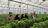 برنامه مشترک مرکز تحقیقات و جهاد کشاورزی خوزستان برای تولید «توتفرنگی گواهیشده» در قطبهای گلخانهای شرق استان