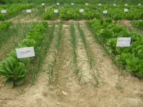 کشت توأم پیاز و کاهو؛ راهکاری برای افزایش بهره‌وری در کشاورزی خوزستان