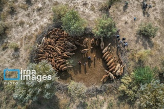 حفظ دام‌های بومی خوزستان، راهبرد کلیدی در امنیت غذایی کشور