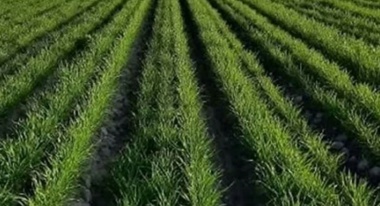 مدیریت تنش‌های ابتدای کشت، کلید افزایش عملکرد گندم