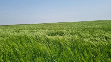 مدیریت تغذیه صحیح گندم خلاء عملکرد را کاهش می‌دهد