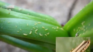 هشدار کارشناس کشاورزی درباره طغیان آفت تریپس پیاز در شرایط گرم و خشک
