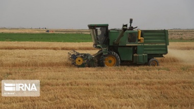 راهکارهای محقق خوزستانی برای مهار علف‌های هرز در مزارع گندم