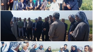 ارتقای عملکرد گندم در استان خوزستان با برداشتی پربار