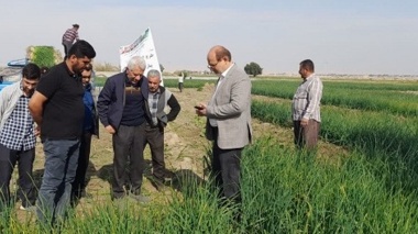مدیریت نوین کاشت پیاز؛ راهی برای جهش عملکرد در مزارع بهبهان