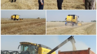آزمون کمباین وارداتی نیوهلند در شرایط واقعی برداشت گندم خوزستان