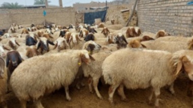 انتخاب ژنتیکی به جای آمیخته‌گری بی‌برنامه؛ راهکار کم‌هزینه عضو هیأت علمی تات برای بهبود بهره‌وری گله‌های گوسفند