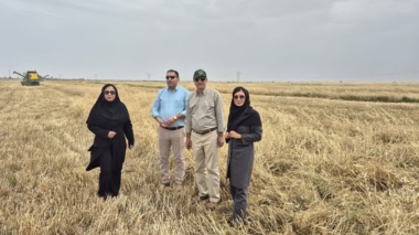 حضور میدانی رئیس مرکز تحقیقات خوزستان در مزارع گندم دشت آزادگان