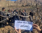 دانش به‌روز، سپر باغات انجیر پلدختر در برابر آفات