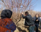 برگزاری روز مزرعه «مدیریت علمی هرس باغات»