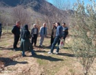 انتقال دانش تخصصی هرس و مدیریت آفات زیتون به باغداران با حضور محققان مرکز تات لرستان