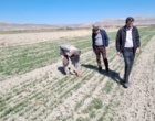بازدید تخصصی از مزارع بذری ایستگاه  و پردیس تحقیقات و آموزش کشاورزی بروجرد