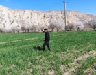 بازدید کارشناسان گیاه‌پزشکی مرکز تحقیقات کشاورزی لرستان از مزارع گندم و جو پلدختر و معمولان