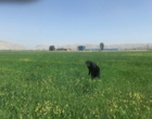 مزارع گندم و جو استان زیر ذره‌بین گیاهپزشکان مرکز تات لرستان