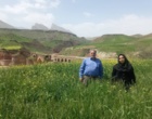 مزارع گندم و جو استان زیر ذره‌بین گیاهپزشکان مرکز تات لرستان