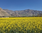 بازبینی تخصصی مزارع بذری در لرستان؛ آغاز فصل تصمیم‌های علمی و عملیاتی