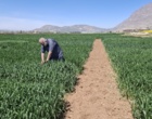 بازبینی تخصصی مزارع بذری در لرستان؛ آغاز فصل تصمیم‌های علمی و عملیاتی