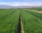 بازبینی تخصصی مزارع بذری در لرستان؛ آغاز فصل تصمیم‌های علمی و عملیاتی