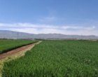 بازبینی تخصصی مزارع بذری در لرستان؛ آغاز فصل تصمیم‌های علمی و عملیاتی