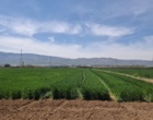 بازبینی تخصصی مزارع بذری در لرستان؛ آغاز فصل تصمیم‌های علمی و عملیاتی