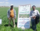 برگزاری روز مزرعه با محوریت معرفی کشت ۴ ردیفه گندم روی پشته در شهرستان ازنا