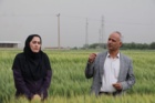 پیش‌بینی تولید ۱۴ میلیون تن گندم در کشور / تأمین امنیت غذایی بدون نگرانی