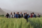 پیش‌بینی تولید ۱۴ میلیون تن گندم در کشور / تأمین امنیت غذایی بدون نگرانی