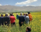 تأکید رئیس بخش تحقیقات گیاه‌پزشکی مرکز تات لرستان بر مدیریت تلفیقی آفات و بیماری‌های کلزا