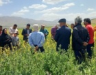 تأکید رئیس بخش تحقیقات گیاه‌پزشکی مرکز تات لرستان بر ضرورت پایش و مبارزه به‌موقع با سن گندم