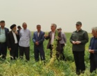 برگزاری دوره آموزش عملی کارشناسان و بهره‌برداران شهرستان خرم‌آباد