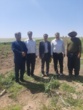 برداشت موفق کشت آبی موسیر در روستای چنارحمام خرم‌آباد