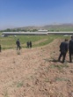 برداشت موفق کشت آبی موسیر در روستای چنارحمام خرم‌آباد