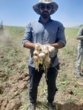 برداشت موفق کشت آبی موسیر در روستای چنارحمام خرم‌آباد