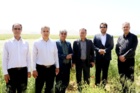 برداشت موفق کشت آبی موسیر در روستای چنارحمام خرم‌آباد